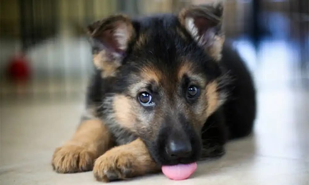 How to Identify the Purity of German Shepherd Puppy | 5 Ways