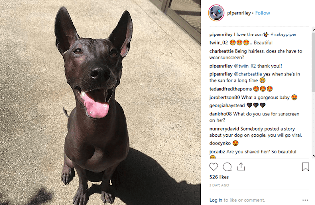 Mexican Hairless Dog | Sandra Pineda's Dog Piper