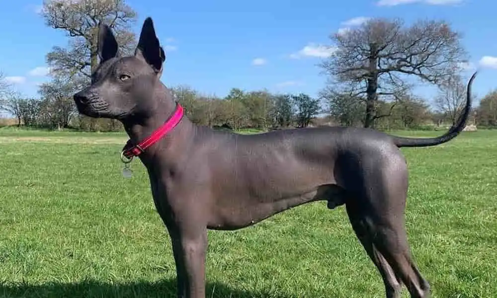 Mexican Hairless Dog | When People Called Sandra Pineda’s Dog, Statue featured