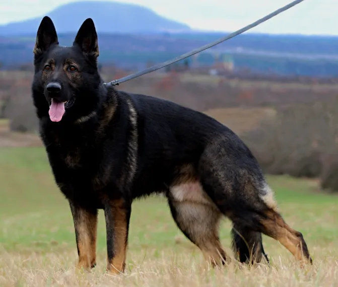 5 Different Types Of German Shepherd Breed Their Features 5 Different Types Of German Shepherd Breed Their Features