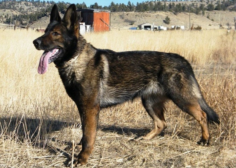 1) The East Working Line GSDs have darkest colored coats among all GSD Lines.
2) They are mostly black sable or sable, but some can be solid black, but it is very rare. Their backs are little sloped.