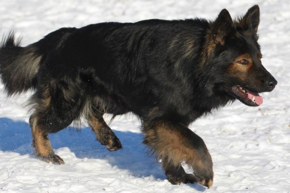 1) The East Working Line DDR German Shepherds are very sturdy & graceful dogs particularly long coated.

2) Have really strong bones, large heads and expanded shoulders.