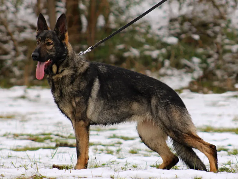 5 Different Types Of German Shepherd Breed Their Features 5 Different Types Of German Shepherd Breed Their Features