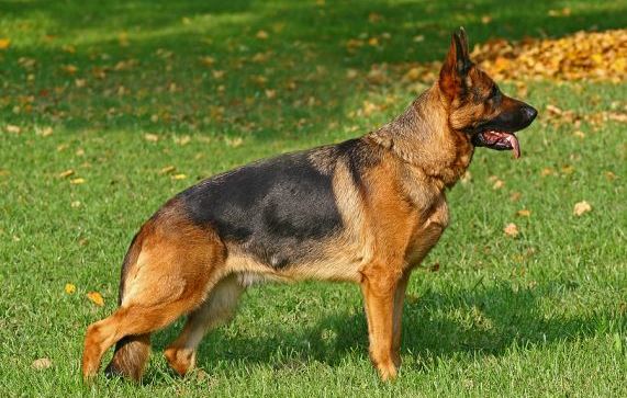 Showline German Shepherd Example