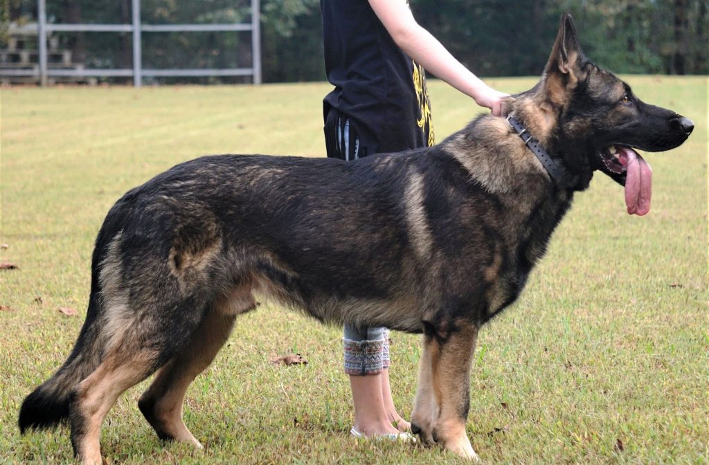 Example of Working Line German Shepherd