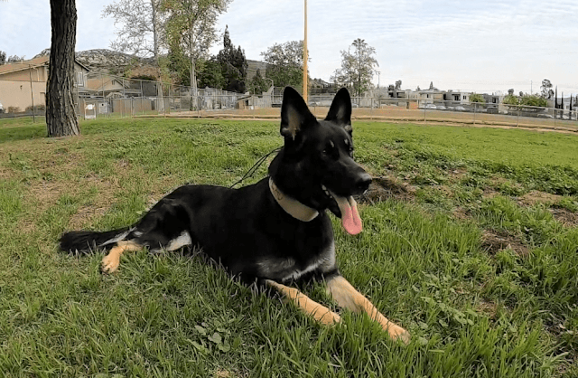 This is the bi-color German Shepherd whose DNA Test samples were taken using Embark & Wisdom Panel swabs.