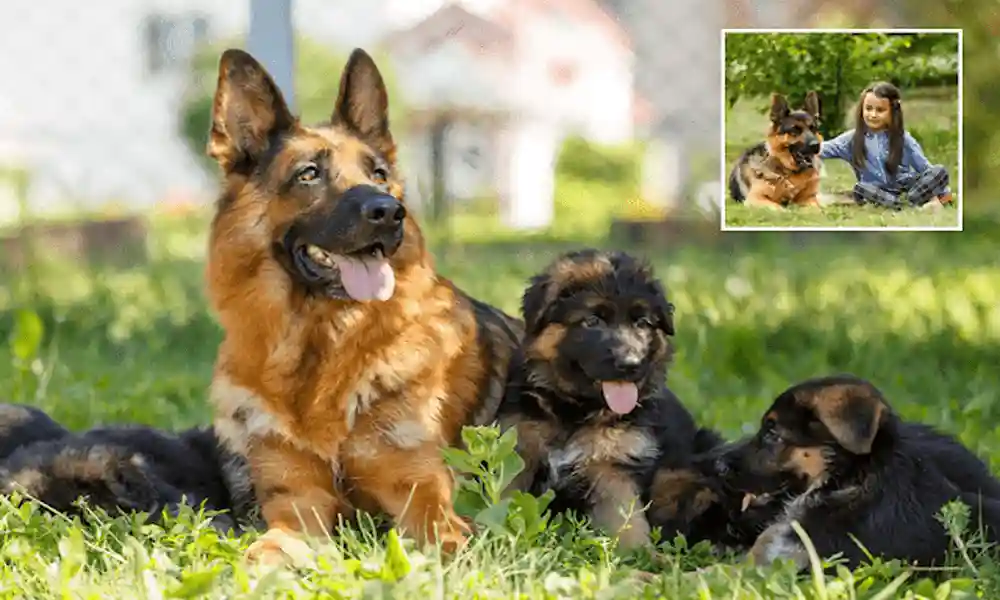 Purity-Of-German-Shepherd-Using-Dog-DNA-Test-Kits-min