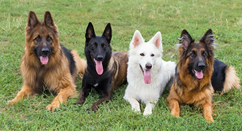 A White German Shepherd is siting on the grass with Traditional German shepherds