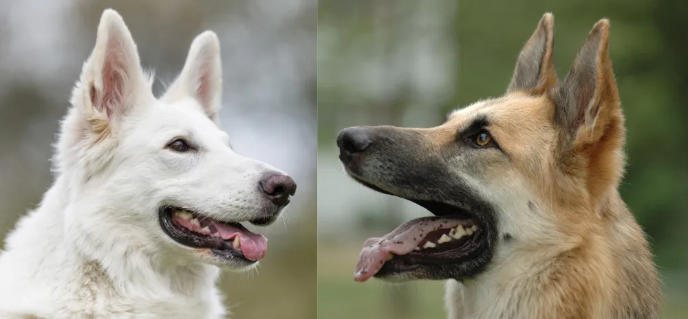 White German Shepherd and Traditional German Shepherd facing each other