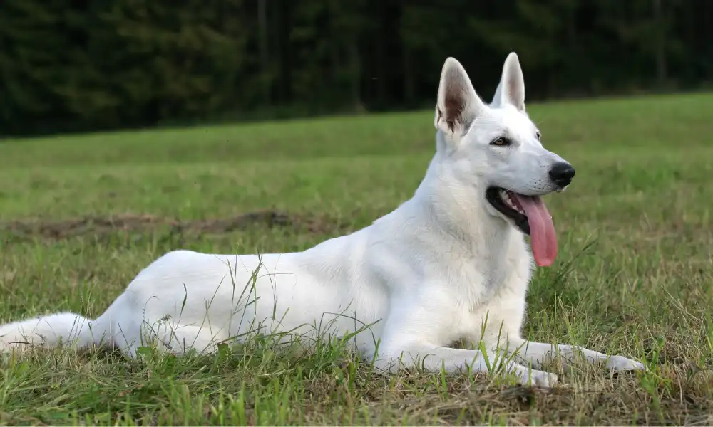 Are White German Shepherds Purebred?