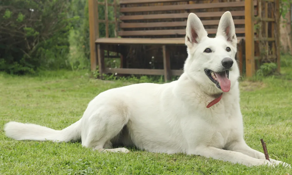 A Giant White German Shepherd Resting on the Grass Leaving Tongue Out.