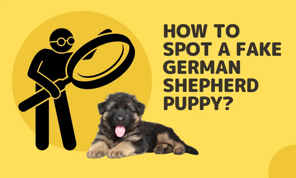 How to Spot a Fake German Shepherd Puppy