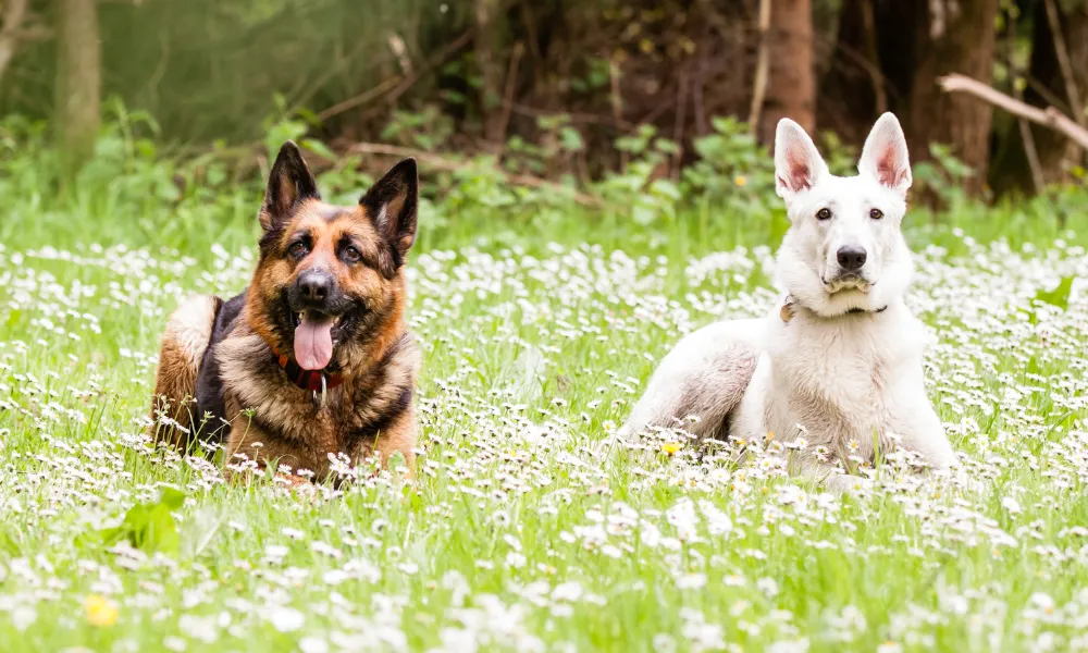 The main difference lies in their coat color, with white German Shepherds having a predominantly white coat due to a genetic mutation.