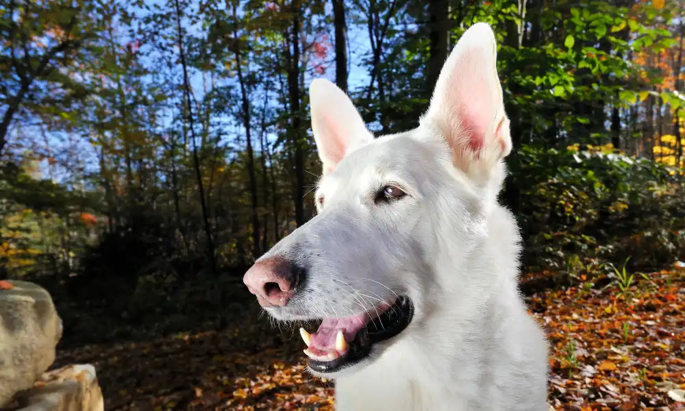 Is White German Shepherd a Good Family Dog?