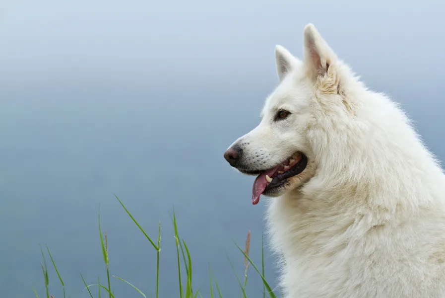 With proper weekly brushing and occasional baths, a White German Shepherd's coat can remain as stunningly white as the day they were born. 