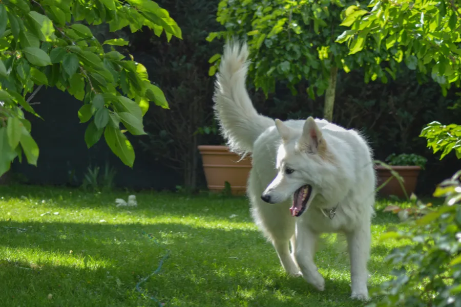 A White German Shepherd is Looking for something in the garden.
