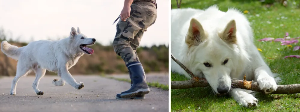 A White German Shepherd getting training from the owner whereas the other one is playing with a wooden stick.