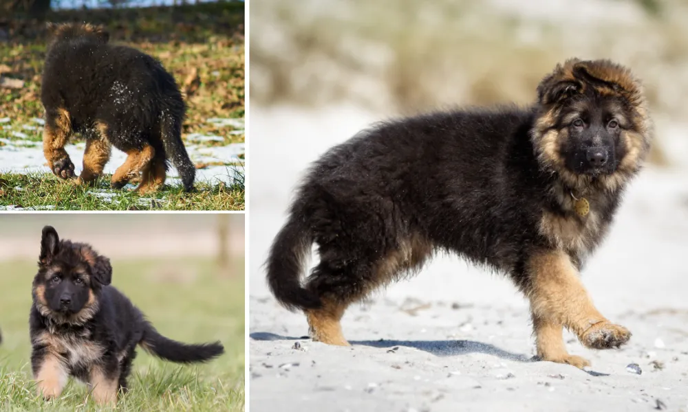 identify a german shepherd purity from its back German Shepherds are known for their strong and muscular build, with a straight back that slopes slightly towards the tail. Look for the signature saddle pattern on their back, which is a darker color than the rest of their body.