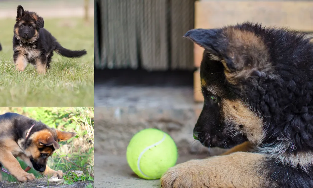 German Shepherd puppies tend to be confident and fearless, showing no signs of shyness or aggression German Shepherd puppies tend to be confident and fearless, showing no signs of shyness or aggression