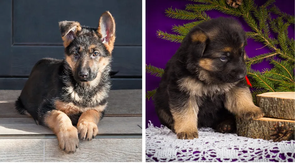 German Shepherd puppies typically have larger paws relative to their size