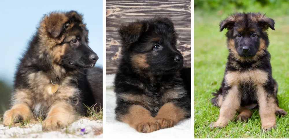 German Shepherds are known for their distinct body shape, with a deep chest that is broad and well-defined. 