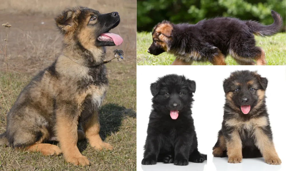 Identify german shepherd puppies by coat and color The color of their coat can vary, but the most common colors are black and tan, sable, or all black. As puppies, they may have a mix of colors that will eventually develop into their adult coat.