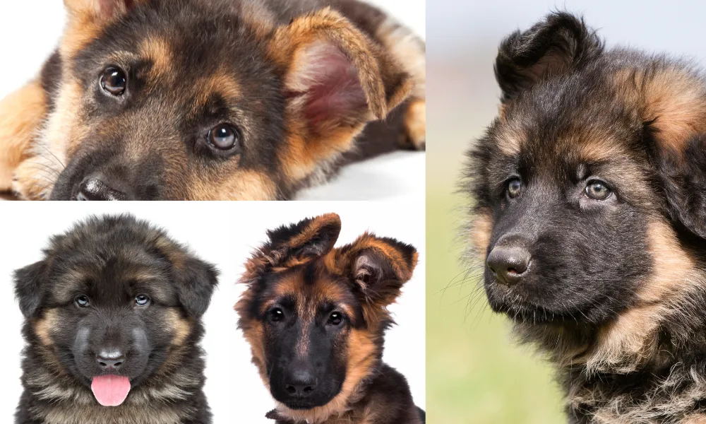 German Shepherd puppies typically have dark, almond-shaped eyes that are set slightly obliquely. German Shepherd puppies typically have dark, almond-shaped eyes that are set slightly obliquely.