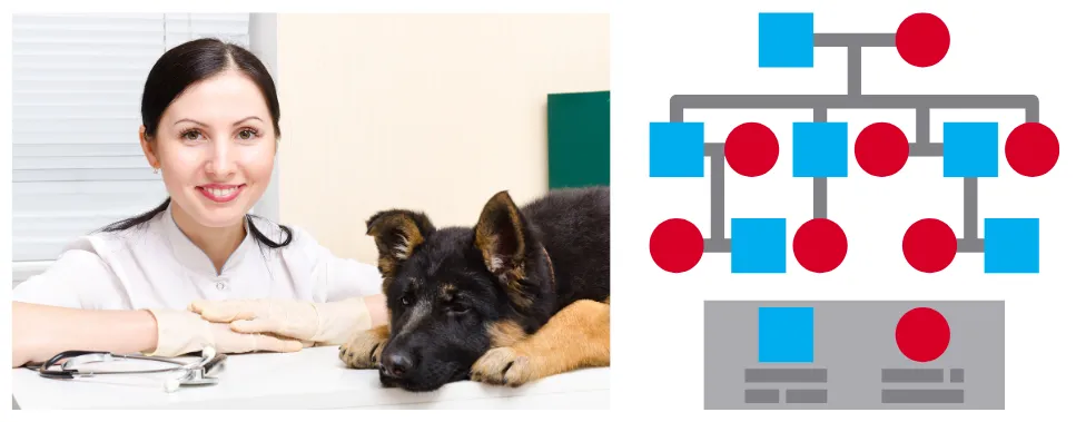 The best and most authentic ways to spot a genuine perfect German Shepherd puppy are Pedigree Papers, and Dog DNA Test