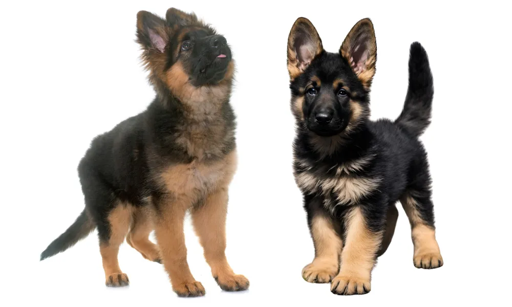 German Shepherds typically have long, bushy tails that are carried low. German Shepherds typically have long, bushy tails that are carried low.