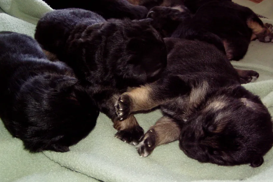 Very young German Shepherds, around 1-2 weeks old, are mostly sedentary, spend their time sleeping and nursing.