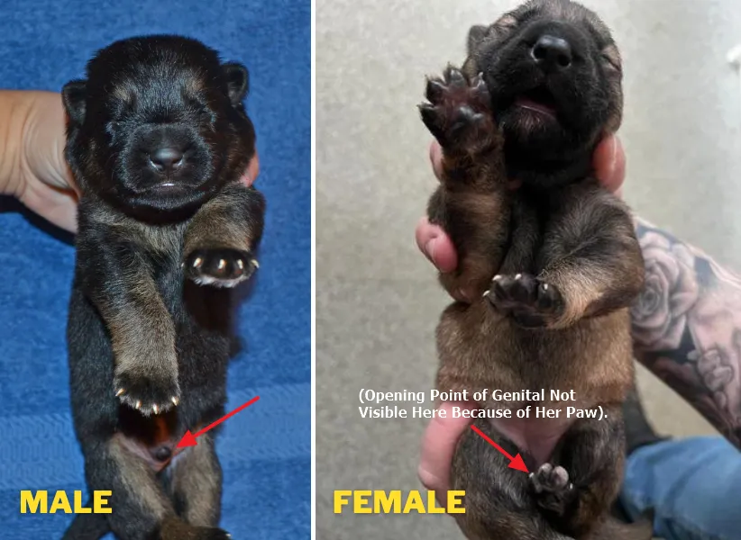 These are the 1 week old male (Left) and female (Right) German Shepherd puppies. Their gender can also be easily determined from the opening points of the genitals.