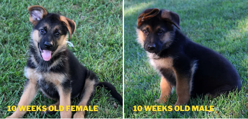 These are two 10 weeks old female(left) and male(right) German Shepherd puppies. You can see that the male puppy looks slightly more stronger than the female puppy.