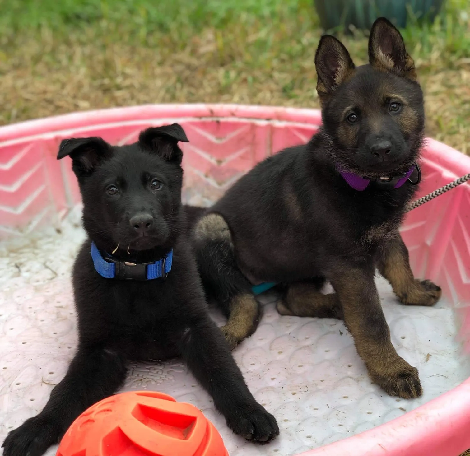 These are two 11 weeks old male (wearing blue collar, semi-erect ears) and female(wearing purple collar) working line German Shepherd puppies. The female puppy has delicate facial features and a narrower frame overall. The male puppy looks assertive. 