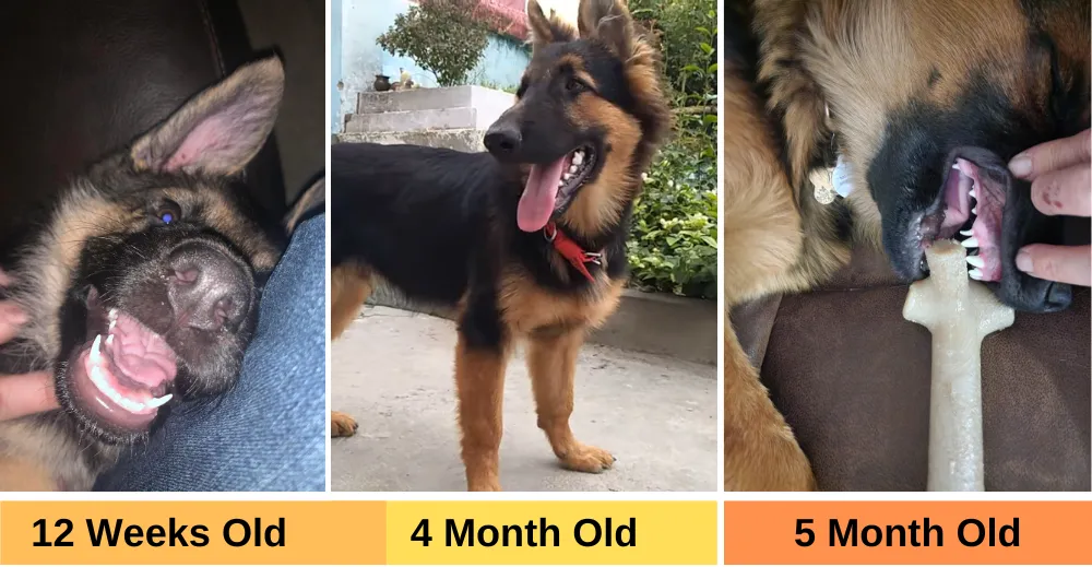 Teeth of 12 Weeks Old, 4 Month Old, and 5 Month Old German Shepherd Puppies.