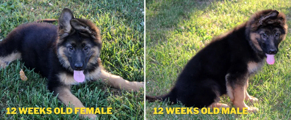 These are two 12 weeks old long coat female(left) and male(right) German Shepherd puppies. Front legs and jaws of male puppy are bigger and broader.