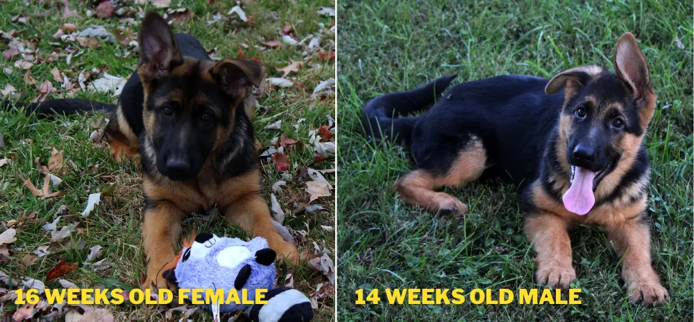 At your left there is a 16 weeks old female German Shepherd puppy and at your right there is a 14 weeks old male German Shepherd puppy