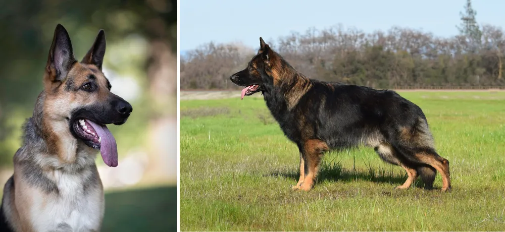 By the time a German Shepherd reaches adulthood, from about 2 to 3 years old, there is a notable shift towards more steadiness and maturity in its behavior.