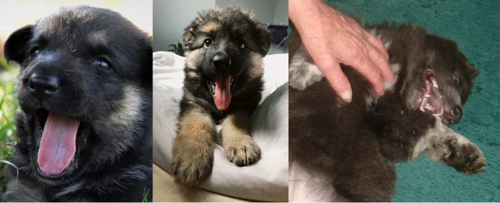 Teeth of 2 weeks old to 4 weeks old German Shepherd puppies.