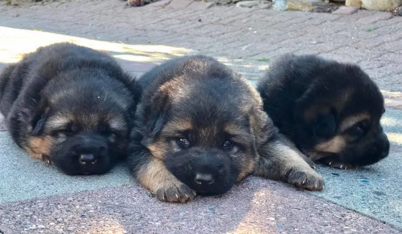 By the age of 3 weeks, puppies become more interactive, beginning to explore their environment