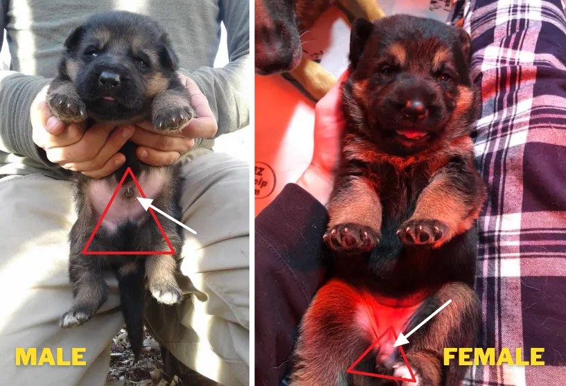 the 3 weeks old male (left) and a female(right) German Shepherd puppies. The distance and position of their genitals' opening points from the tail are clearly determining the gender. 