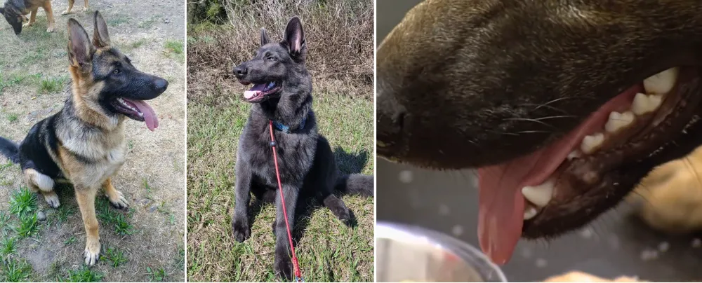 Teeth 6 to 7 month old German Shepherd puppies.