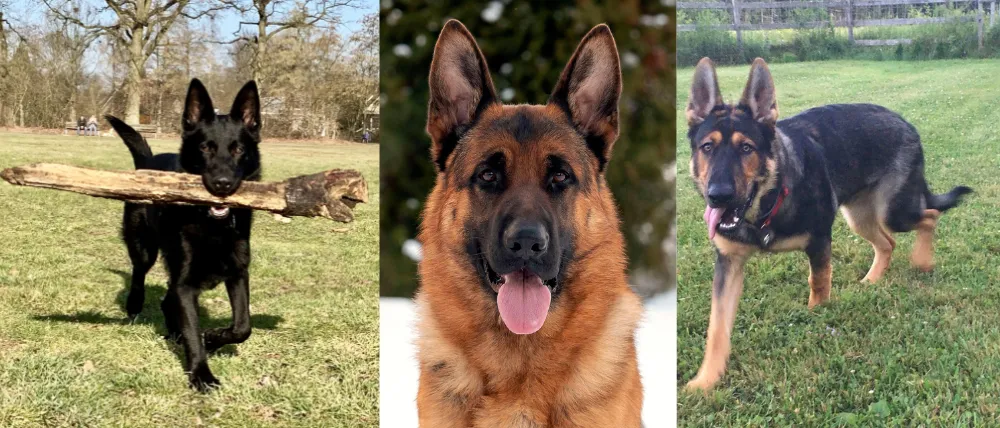 As German Shepherds transition into adolescence, around 6 to 18 months, you may notice an increase in rebellious behaviors, testing boundaries and potentially challenging commands