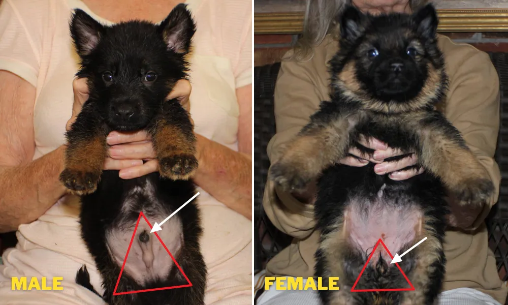 the six week old German Shepherd male(left) and female(right) puppies with stand up ears. the female puppy genital's opening point, it is covered by hair and its front appears like a pointed spike similar to male puppy's genital.