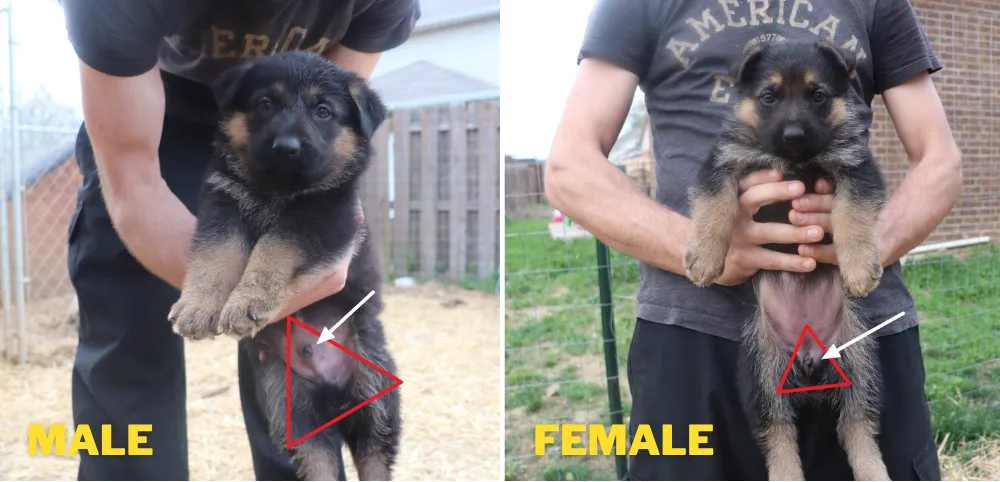 Two seven weeks old German Shepherd puppies which are hold by hands to identify the gender. The opening point of the male puppy's genital is far from the tail and almost reaches abdomen (belly). Whereas the opening point of the female puppy's genital is closer to the tail. 