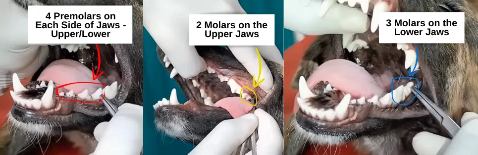 Close-up view of jaw of an 8 month old German Shepherd puppy. all of its 42 permanent (adult) teeth have been erupted i.e. 12 Incisors, 4 Canines, 16 Premolars, and 10 Molars.