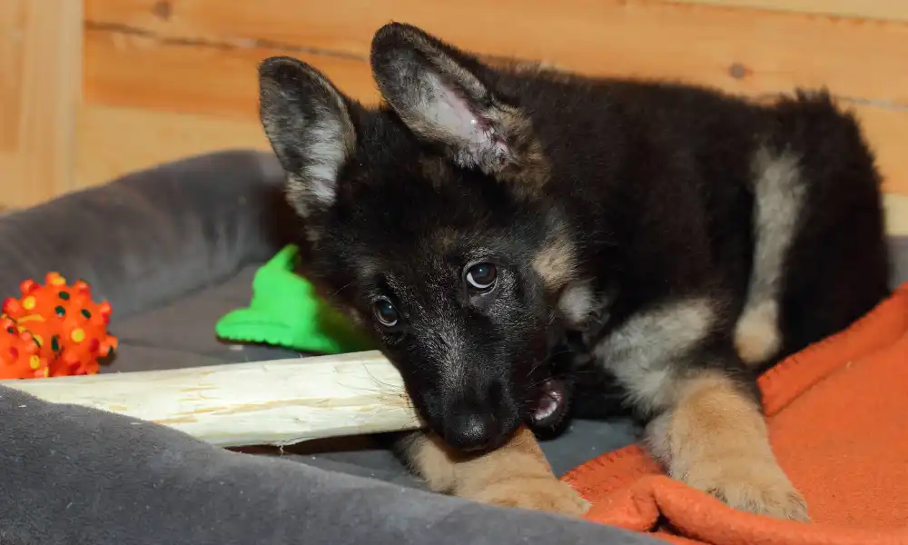 A Guide for Raising German Shepherd Puppy at Home
