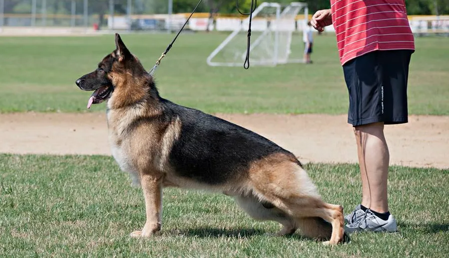 American Show Line German Shepherds are known for their unique angulation and a sloping back