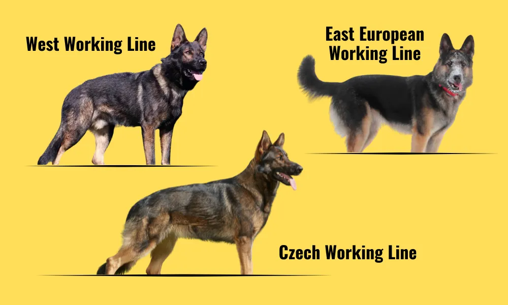 A comparison of back angulation of three types of working lines German shepherds i.e. East European Working Line German Shepherds, West Working Line German Shepherds, and Czech Working Line German Shepherds