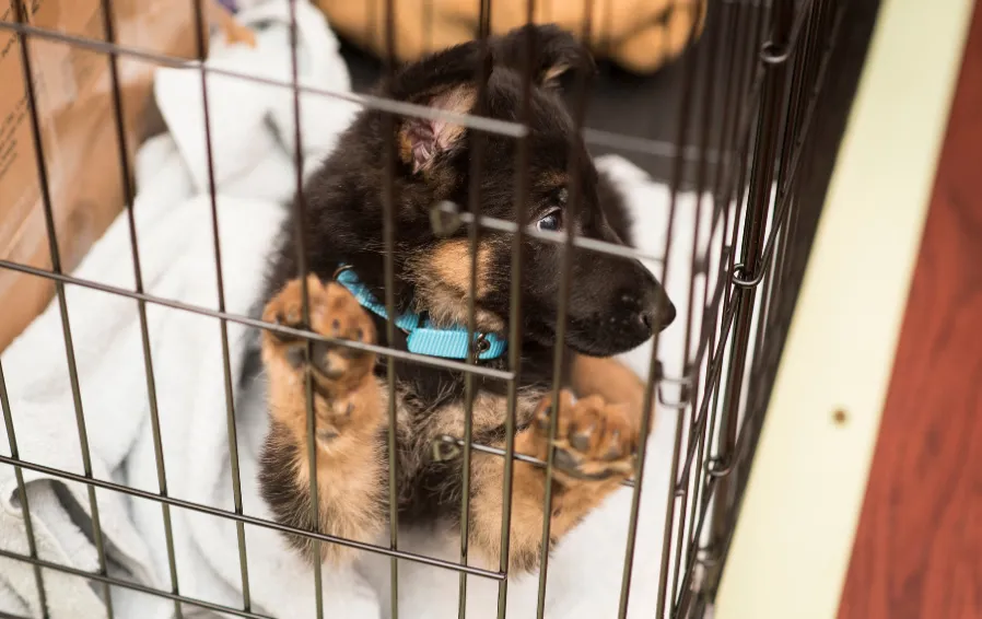 Crate training can be an effective potty training tool.