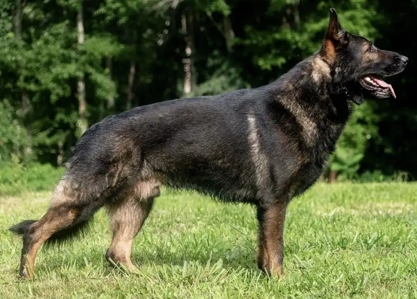 Czech Working Line German Shepherd having a solid, muscular build, distinguished by a more moderate back angulation.